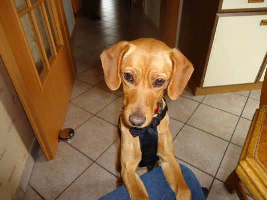 Canela 025.JPG