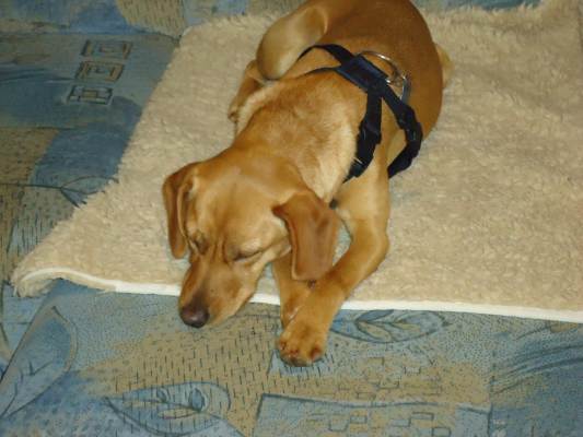 Canela 027.JPG