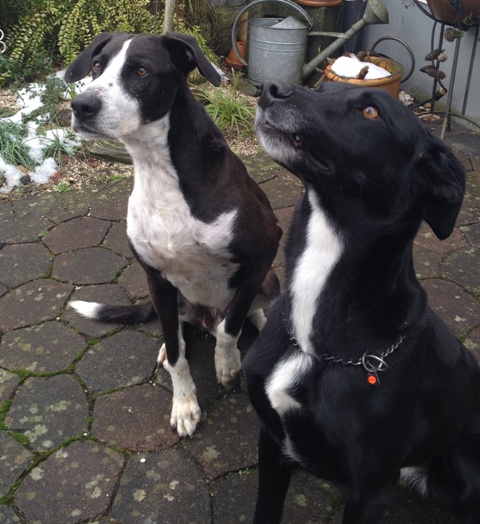 Socke und Luise.jpg