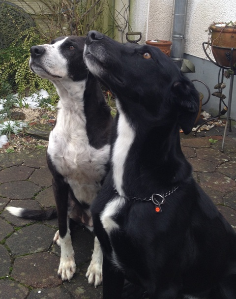 Socke und Luise 2jpg.jpg