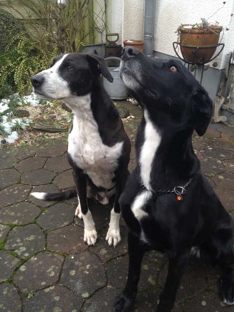 Socke und Luise3.jpg