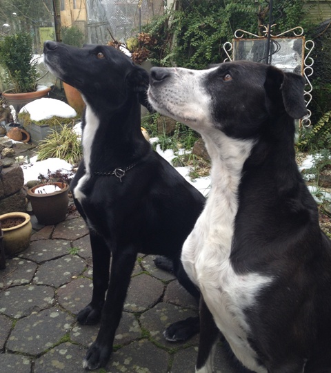 Socke und Luise4.jpg