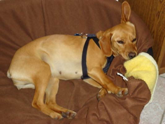 Canela 001.JPG