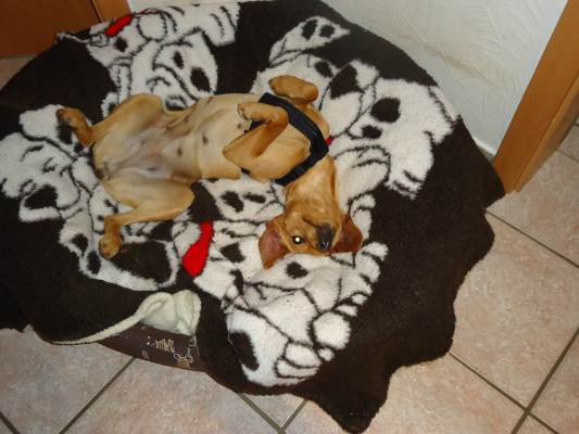 Canela 013.JPG