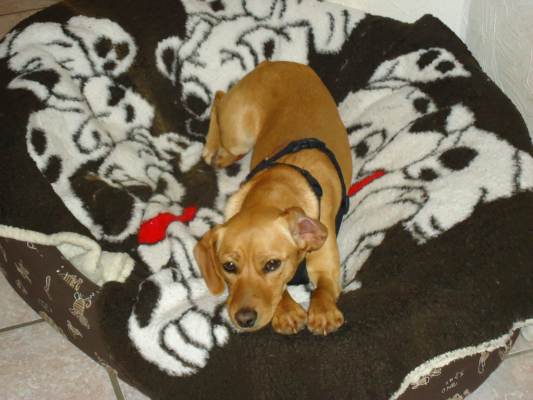 Canela 015.JPG