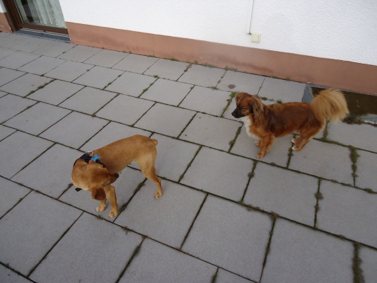 Canela 001.JPG