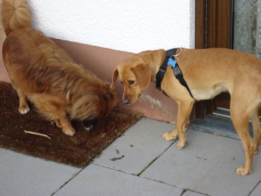 Canela 007.JPG
