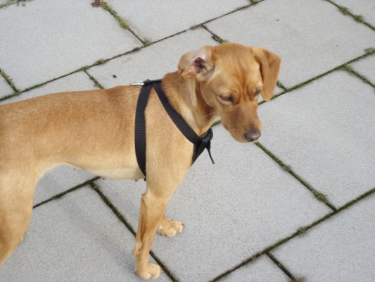 Canela 005.JPG