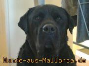 Gordi1_1362606271_1_1362.jpg