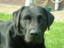 Labrador.jpg