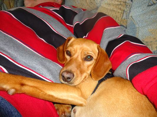 Canela 003.JPG
