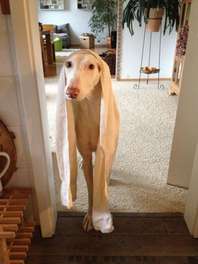 image.jpeg