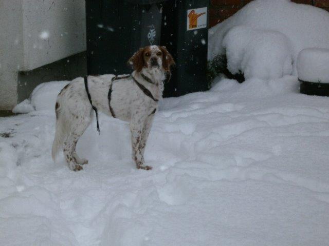 Emma der Mülltonnenhund.jpg
