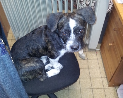 da seht Ihr mal, wer hier im Büro wirklich arbeitet. Aber das ist nicht von heute - da liegen wir lieber unterm Schreibtisch und erholen uns von heute morgen