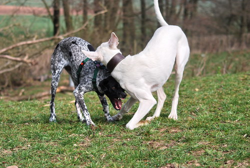 DSC_0085.jpg