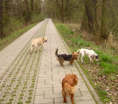 4 im Wald.jpg