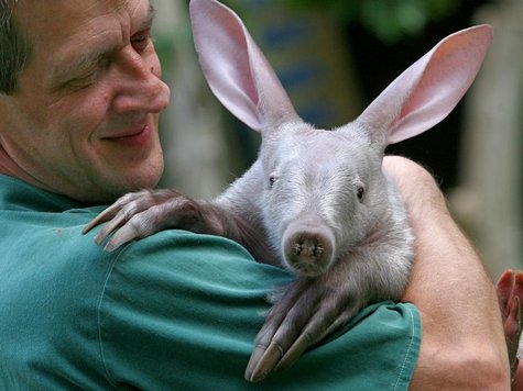 erdferkel.jpg