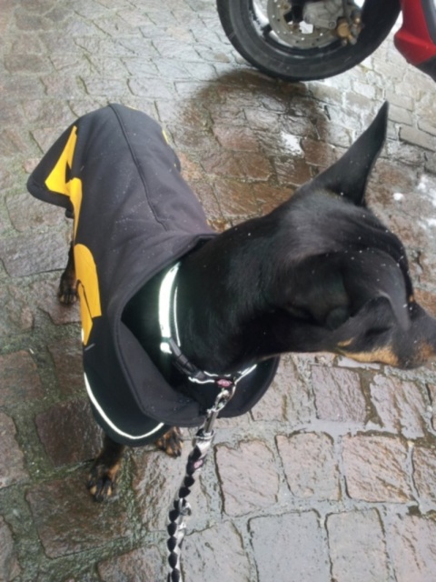 2013-03-26 11.00.01.jpg