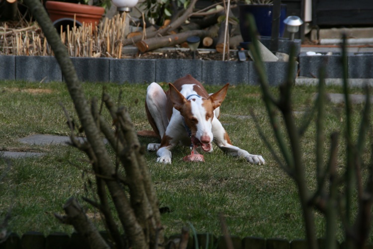 Frühstück im Garten klein.jpg
