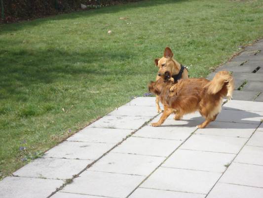 Lucky +Canela 002.JPG