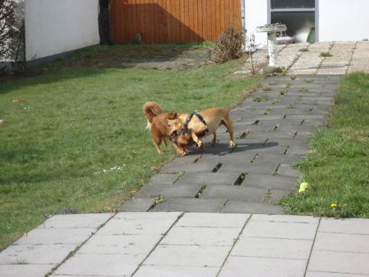 Lucky +Canela 005.JPG