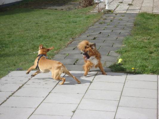 Lucky +Canela 007.JPG