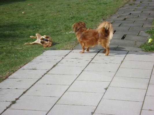 Lucky +Canela 009.JPG