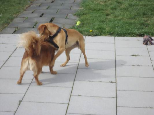 Lucky +Canela 011.JPG