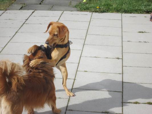 Lucky +Canela 013.JPG