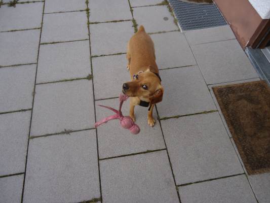 Lucky +Canela 015.JPG
