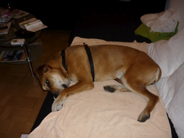 P1000687.jpg