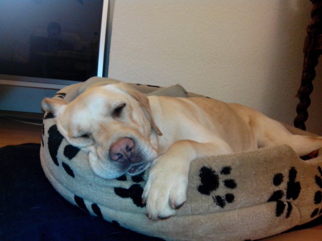 IMG_20130407_204227.jpg