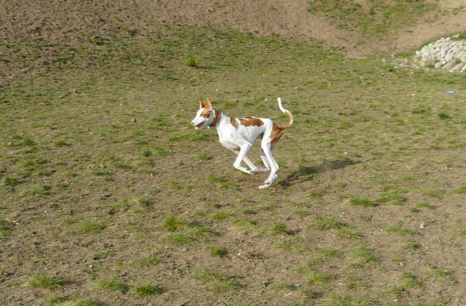 RunningWild.jpg