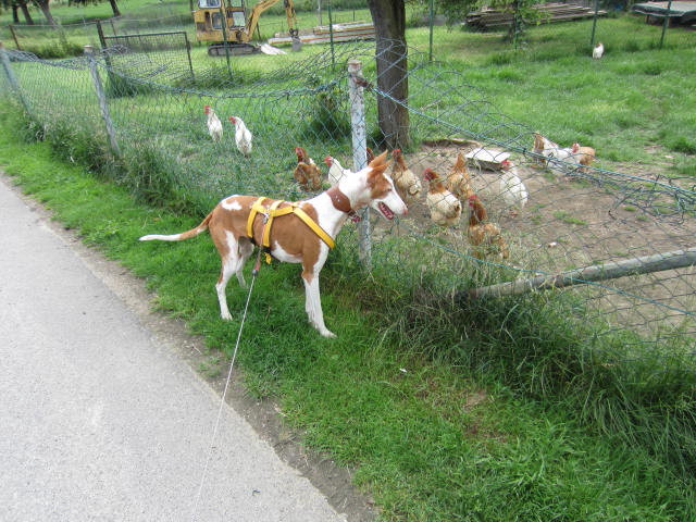 Conhühn_0078.jpg