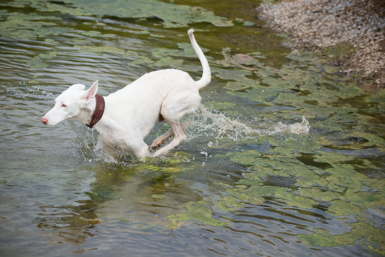 Hunde (28 von 50).jpg