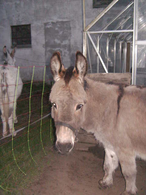 031.JPG
