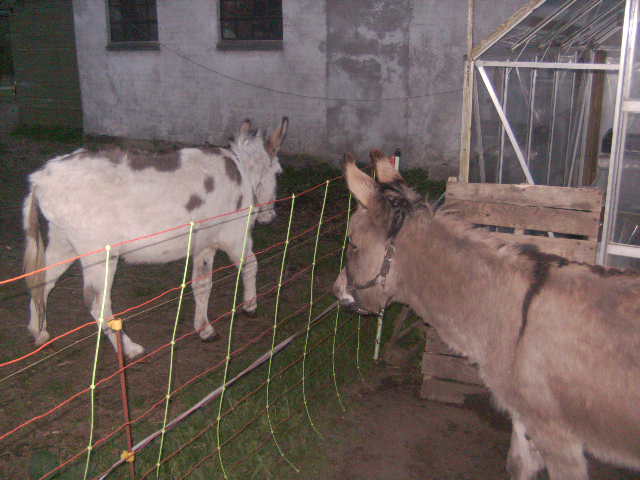 030.JPG