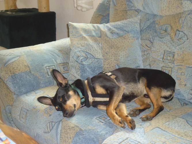 Svenja+Lucky 141.JPG