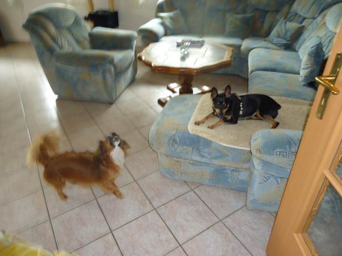 Svenja+Lucky 137.JPG