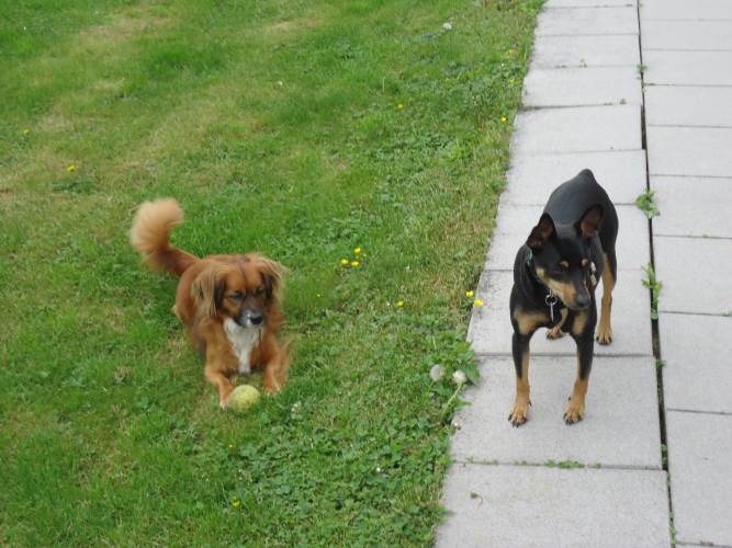 Svenja+Lucky 152.JPG