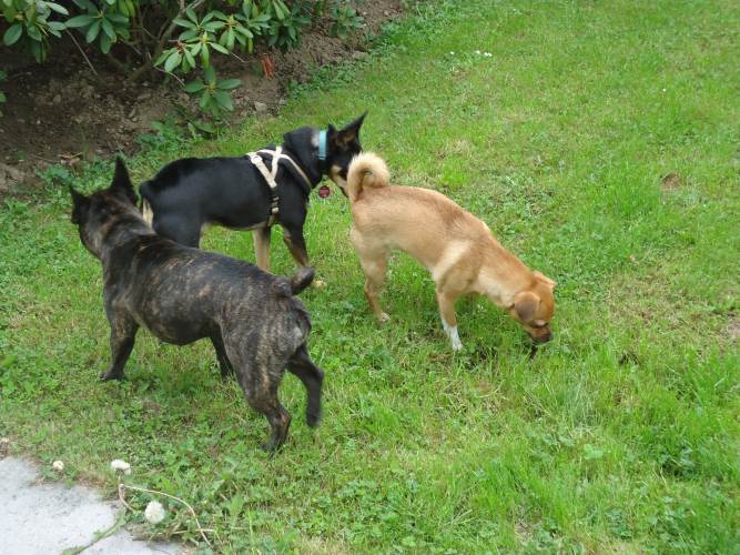 Svenja+Lucky 154.JPG