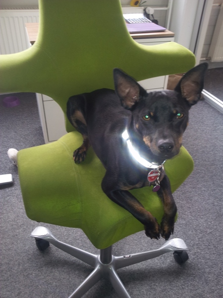bürohund.jpg