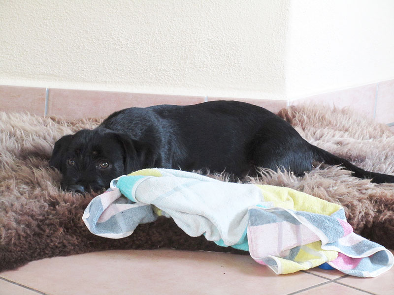 Linus_mit_Decke.jpg