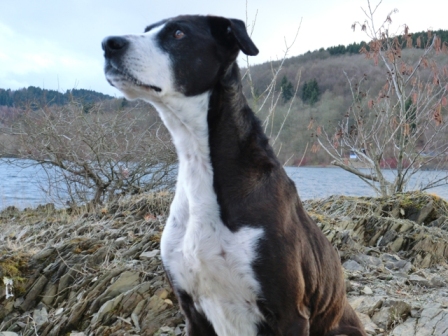Bronco am Biggesee.JPG