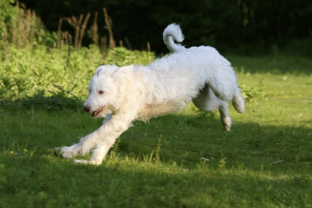 Tinsel schwer beschäftigt