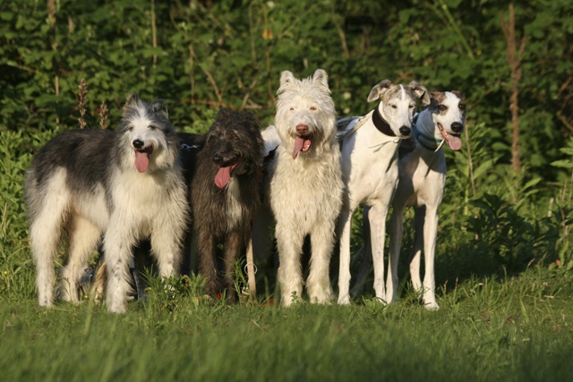 Tinsel mit Familie und Freunden (die Hoppelschrecks vom Reuschenberg) :-)