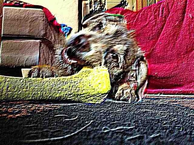 image.jpg