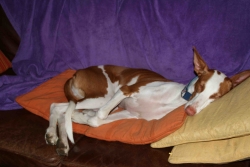 MEIN SOFA..hmm.jpg