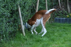 Na, Mäuschen..ich komme....JPG