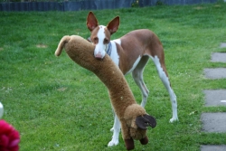 Hundespielzeugtester im Einsatz...JPG